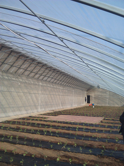 蔬菜温室大棚建设